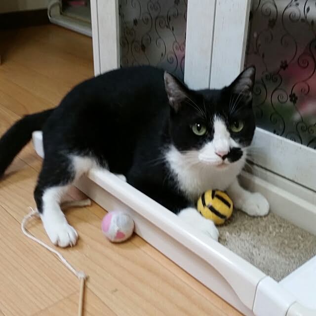 chatnoirさんの実例写真