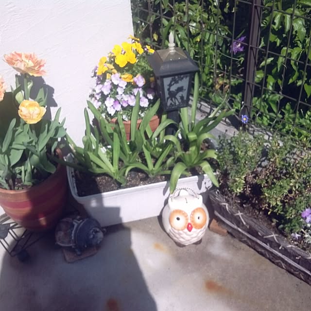 hoshikoさんの実例写真