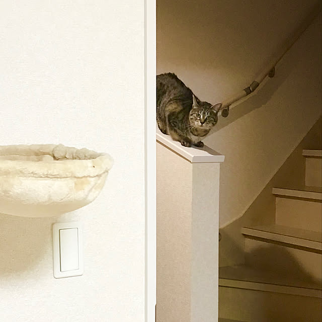 Shinさんの実例写真