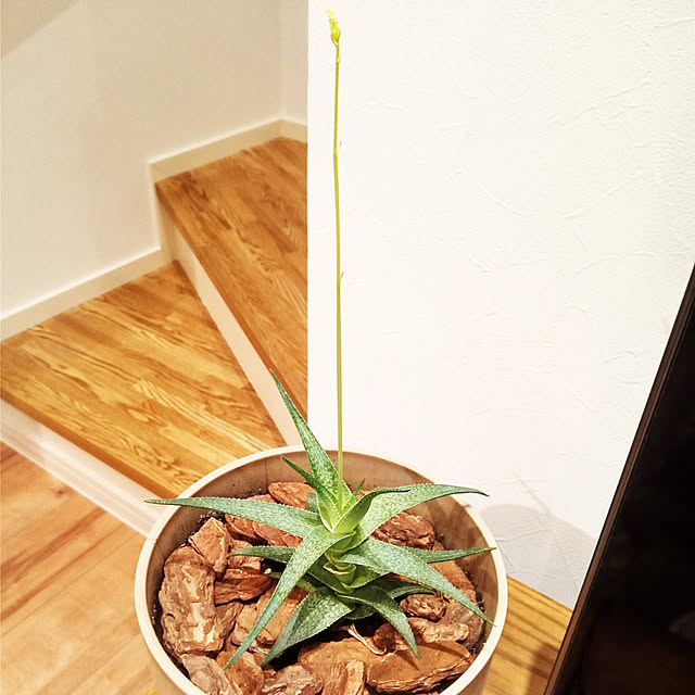 sinzowさんの実例写真