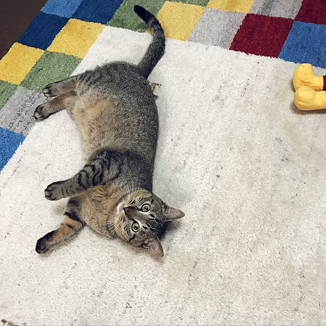 pepeさんの実例写真