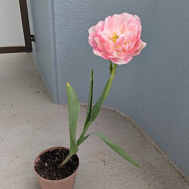 leaf_homeさんの実例写真