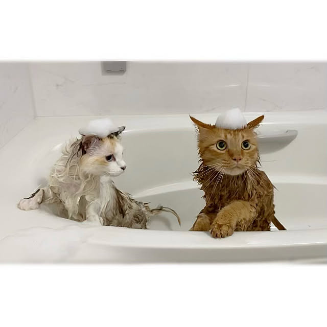 バスタイムの愛猫ちゃん/バスルーム/ねこと暮らす/バス/トイレのインテリア実例 - 2021-08-19 22:56:04
