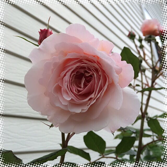 pink.heart.countryさんの実例写真
