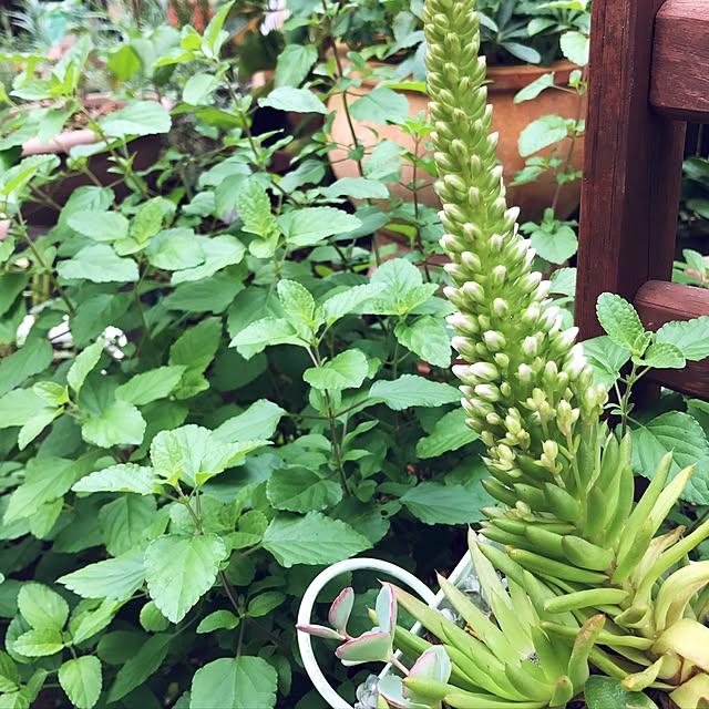 kokko3さんの実例写真