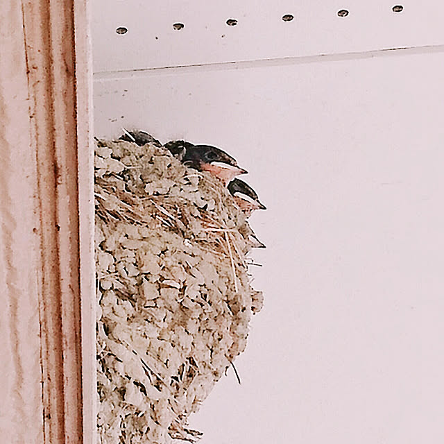 pineさんの実例写真