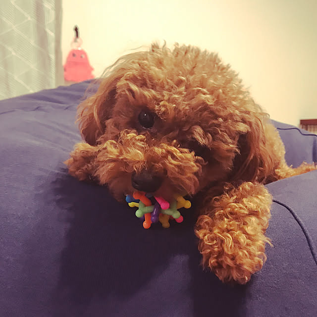 Mayaさんの実例写真
