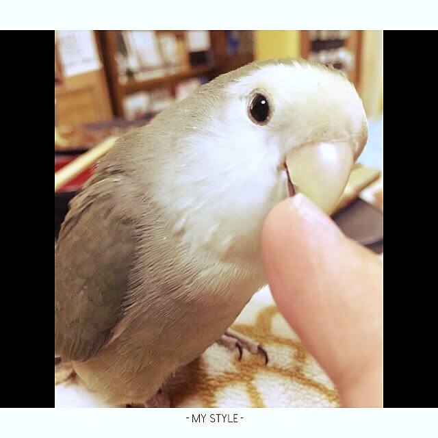 kaotanさんの実例写真