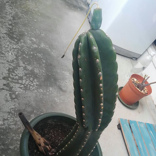 K.Kさんの実例写真