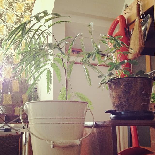botanさんの実例写真