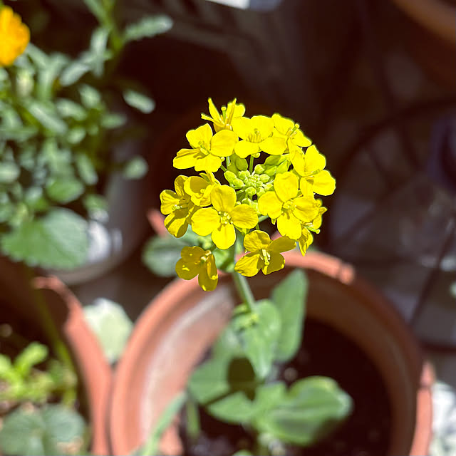 madamkaoriさんの実例写真