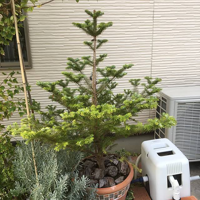 REEmamaさんの実例写真