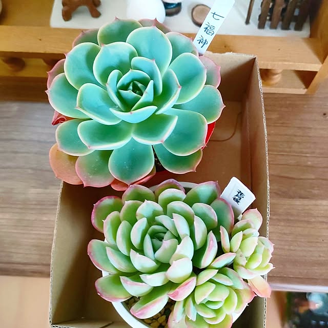 teamoさんの部屋