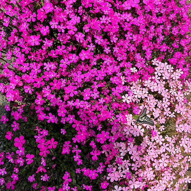 Aoiさんの実例写真