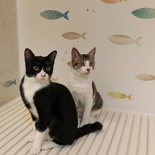 Gomaさんの実例写真