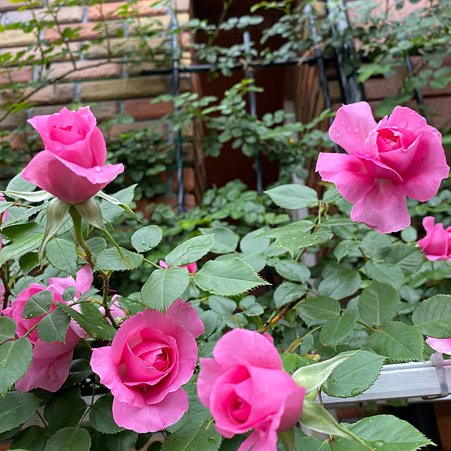 RoseLife5818さんの部屋