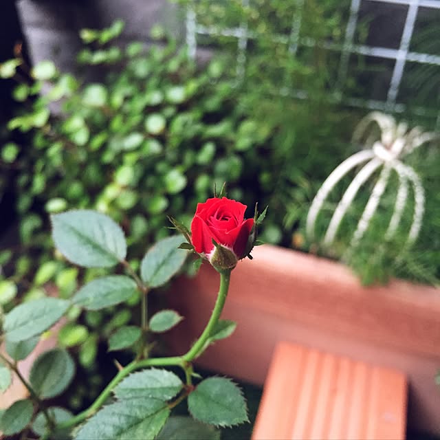Akikoさんの実例写真