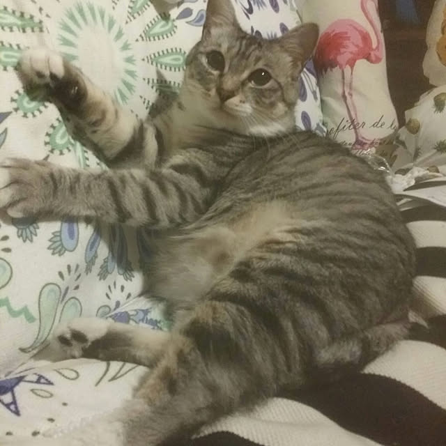annさんの実例写真