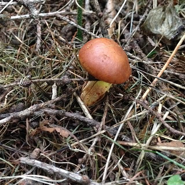 jnjnforesterさんの実例写真