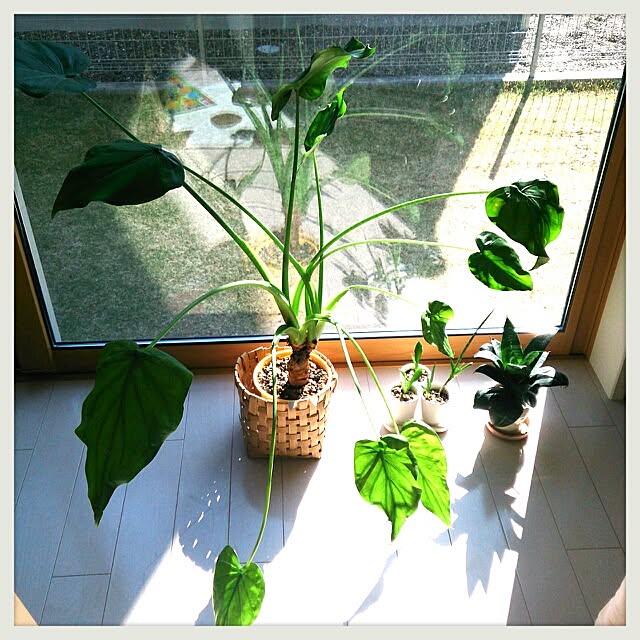 urchinさんの実例写真