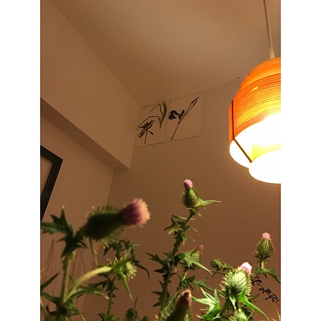 sot1127さんの実例写真
