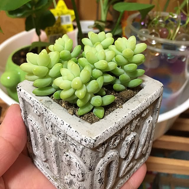 CHIROさんの実例写真