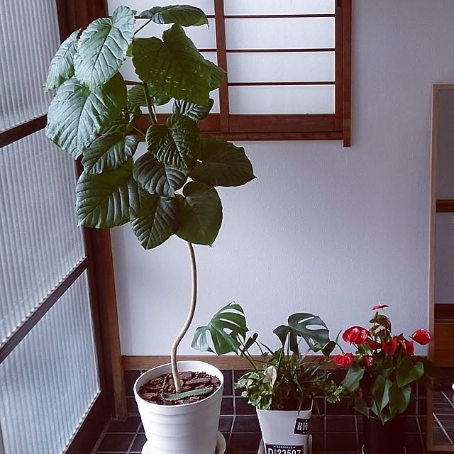 me-tanさんの実例写真