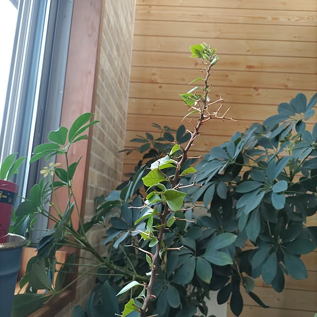 salacocoさんの部屋