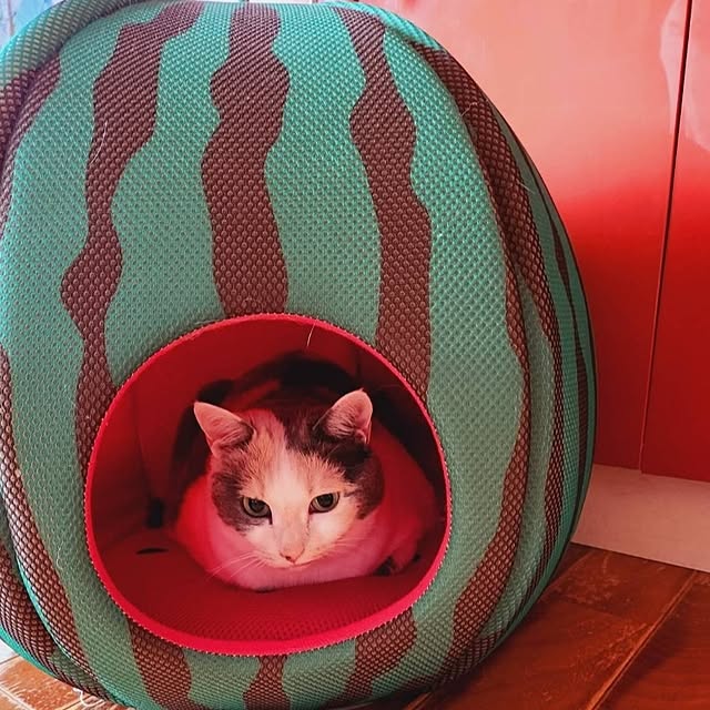 kumutanさんの実例写真