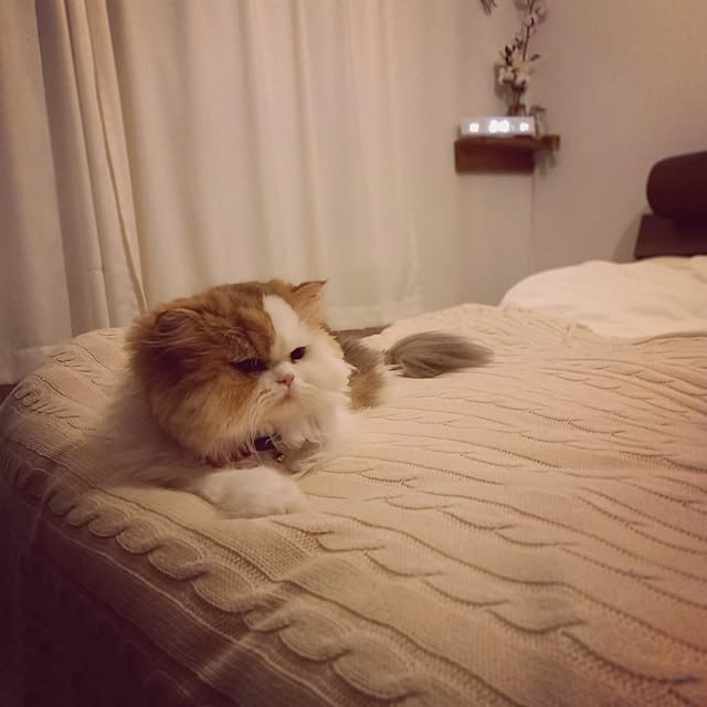 amutantanさんの実例写真