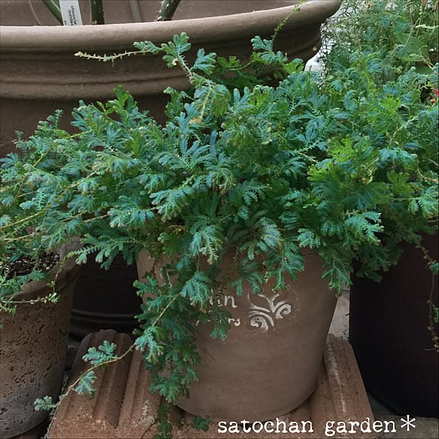 satochanさんの実例写真