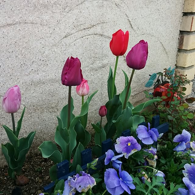 kaoringoさんの実例写真