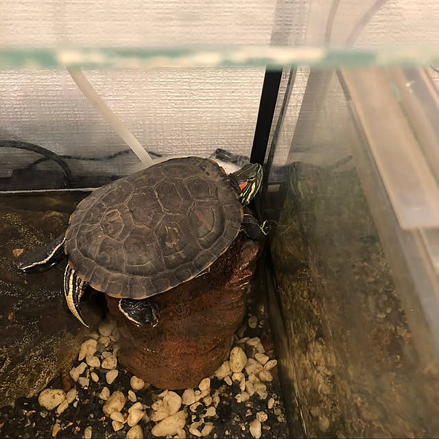 Tomoko_doublemoonさんの実例写真