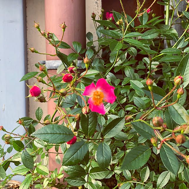 beautifulflowerさんの実例写真