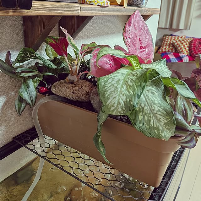 umeboshicyanさんの部屋