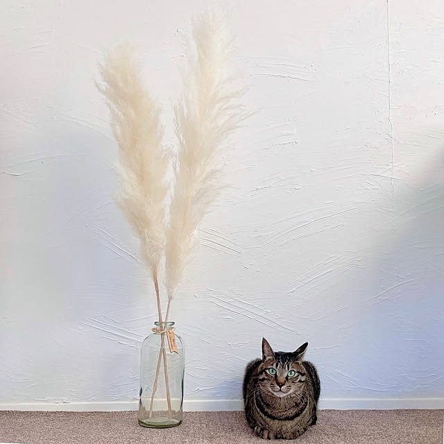 myuさんの実例写真
