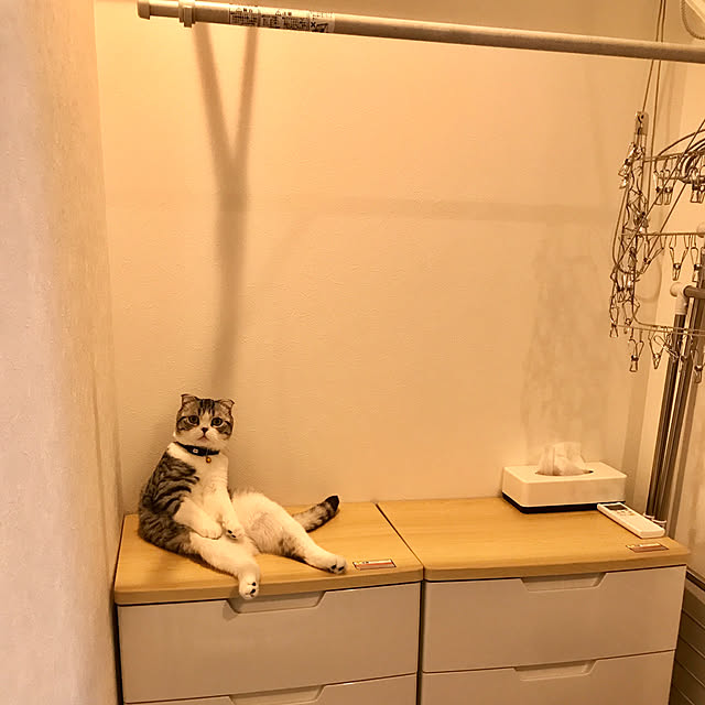 Dahliaさんの実例写真