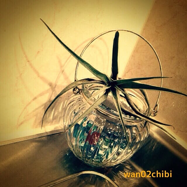 wan02chibiさんの実例写真