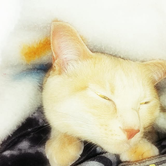 nana.maroさんの実例写真