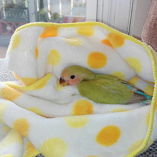 yukkieさんの実例写真