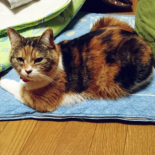yukieさんの実例写真