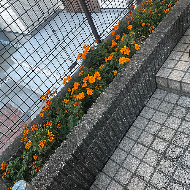 karintoさんの実例写真
