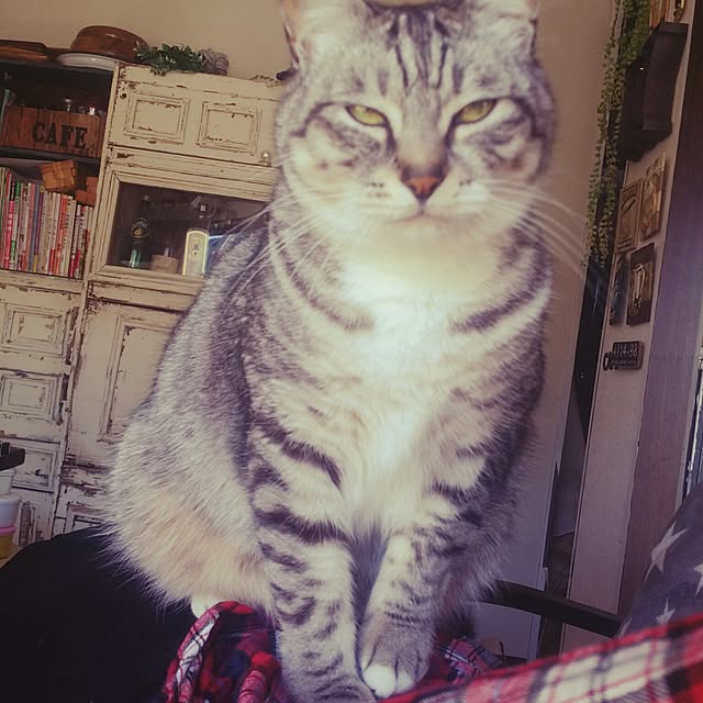 annさんの実例写真