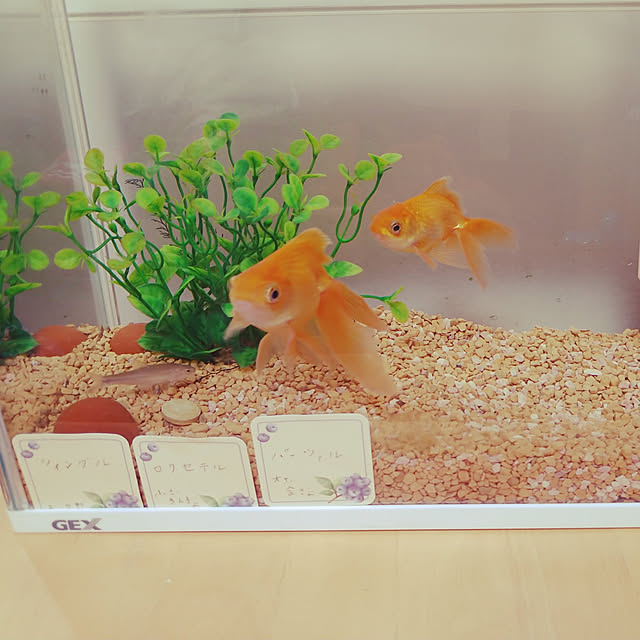 kasuさんの実例写真
