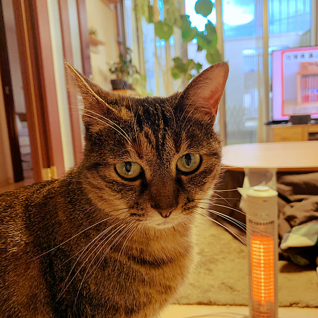 queさんの実例写真