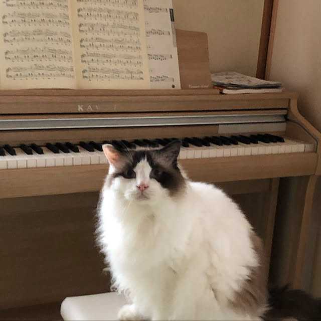 catさんの実例写真