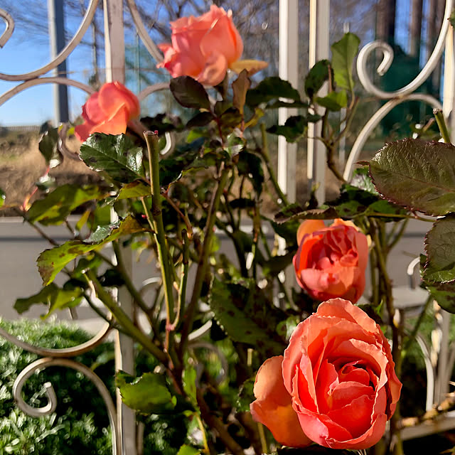 tomoさんの実例写真