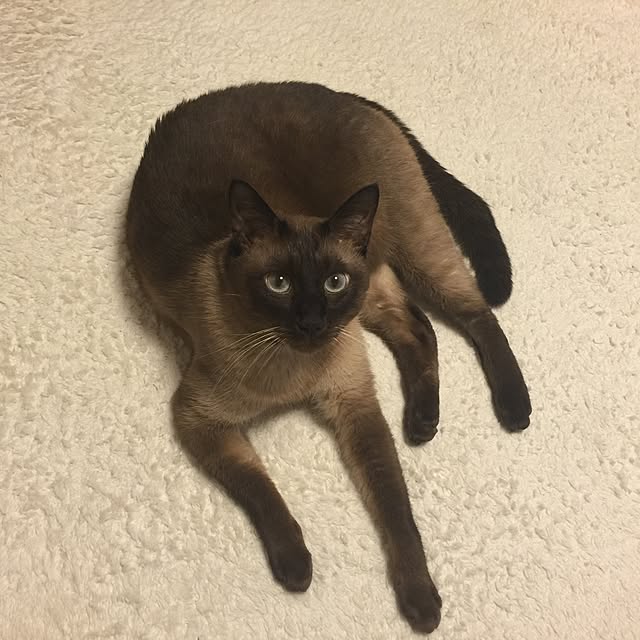 dodoさんの実例写真