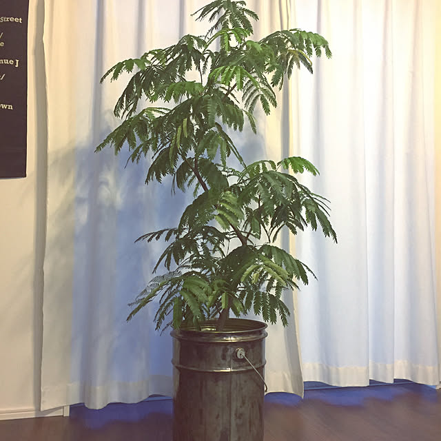 naoさんの実例写真