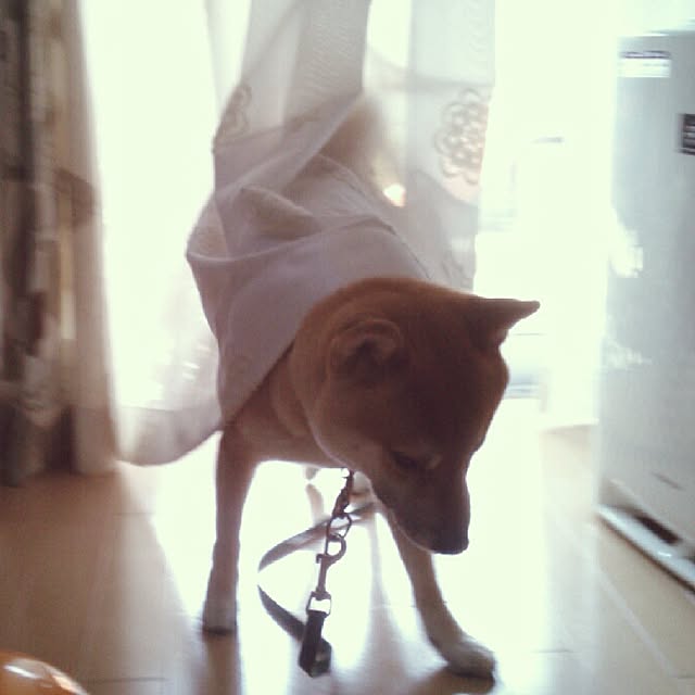 kotaさんの実例写真